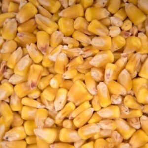 Maize Corn